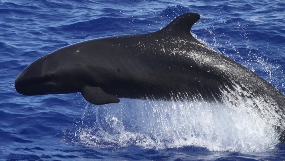 black whale in blue water