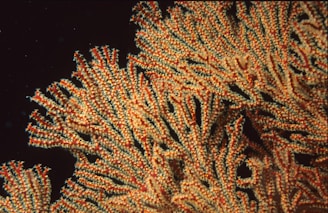 Intricate patterns of a coral reef with branches in vibrant shades of orange and dark hues, set against a contrasting black background. The coral structure displays a detailed and delicate design that resembles a natural tapestry.