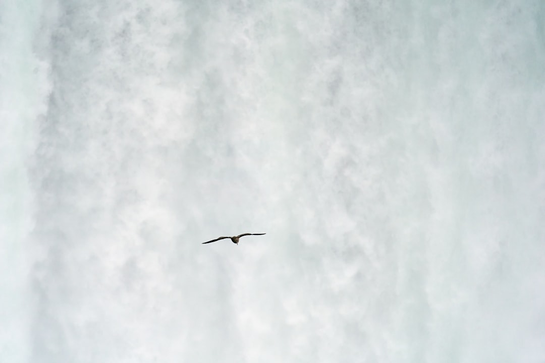 black bird flying on sky