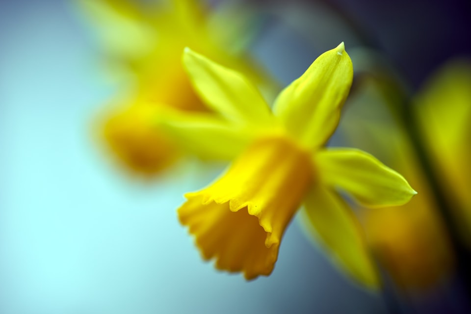 VIII: Daffodil