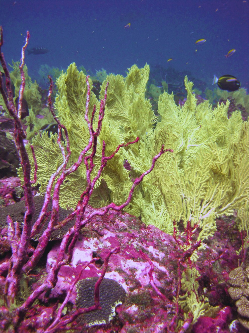 black and white fish in water