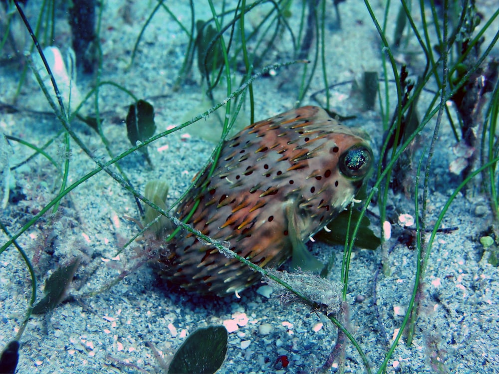 brown and white fish on water