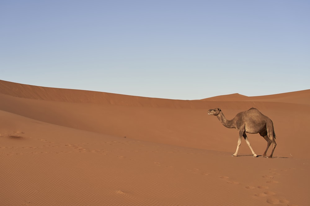 brown camel walking on desert during daytime