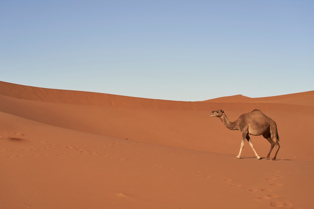 brown camel walking on desert during daytime