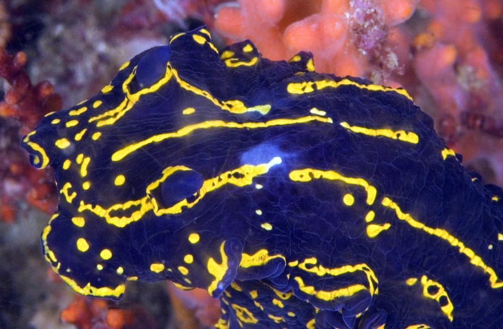 black and yellow spotted fish