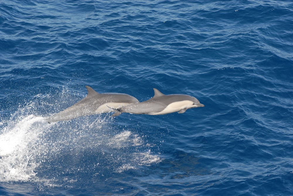 Delfín gris en medio del mar