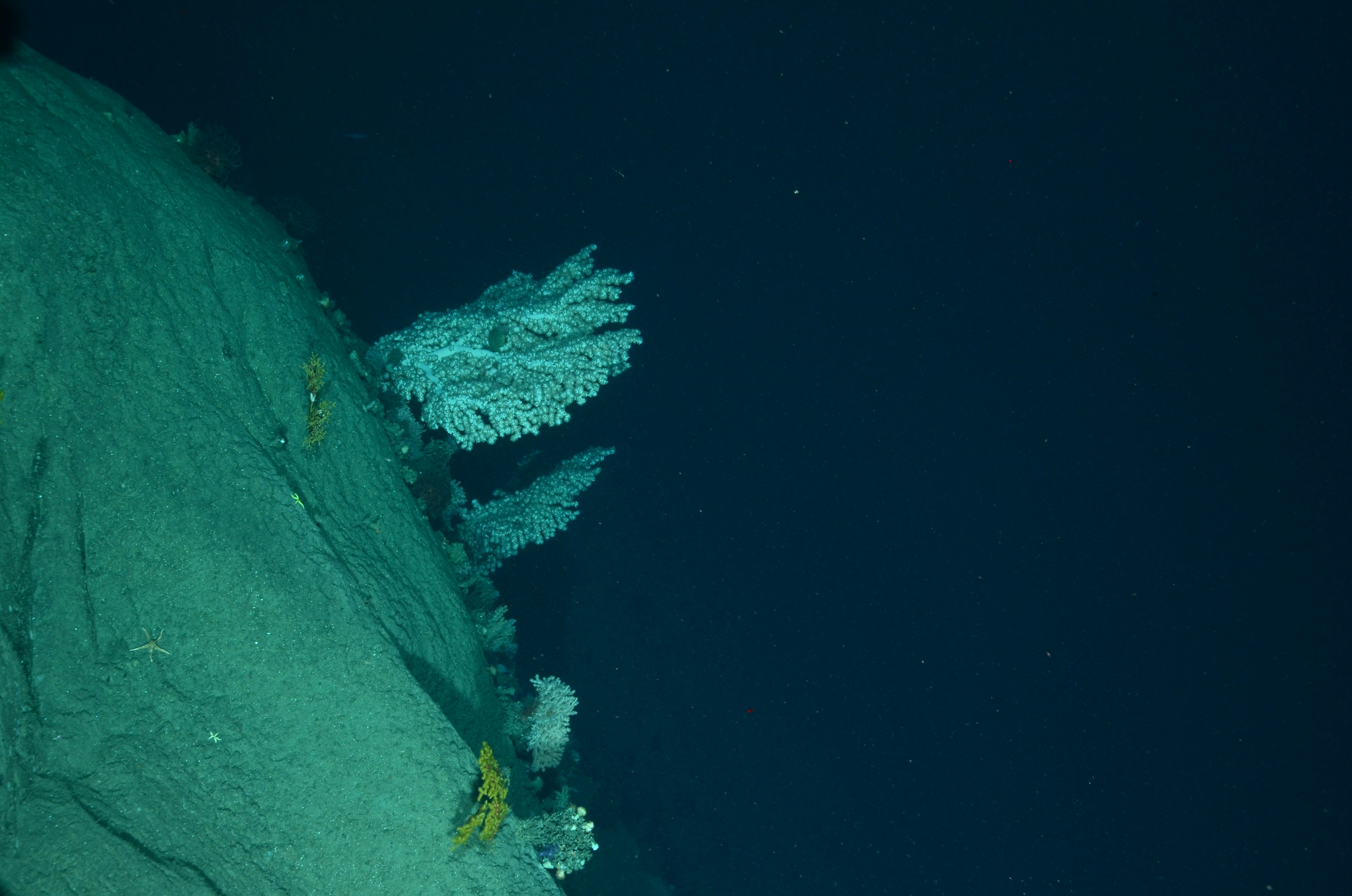 Deep Sea Vents Harbor Ecosystems That Rewrite the Rules of Life