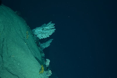 A rocky underwater scene with steep rock formations covered in small clusters of coral or similar marine vegetation, set against a deep blue background suggesting the ocean depths.