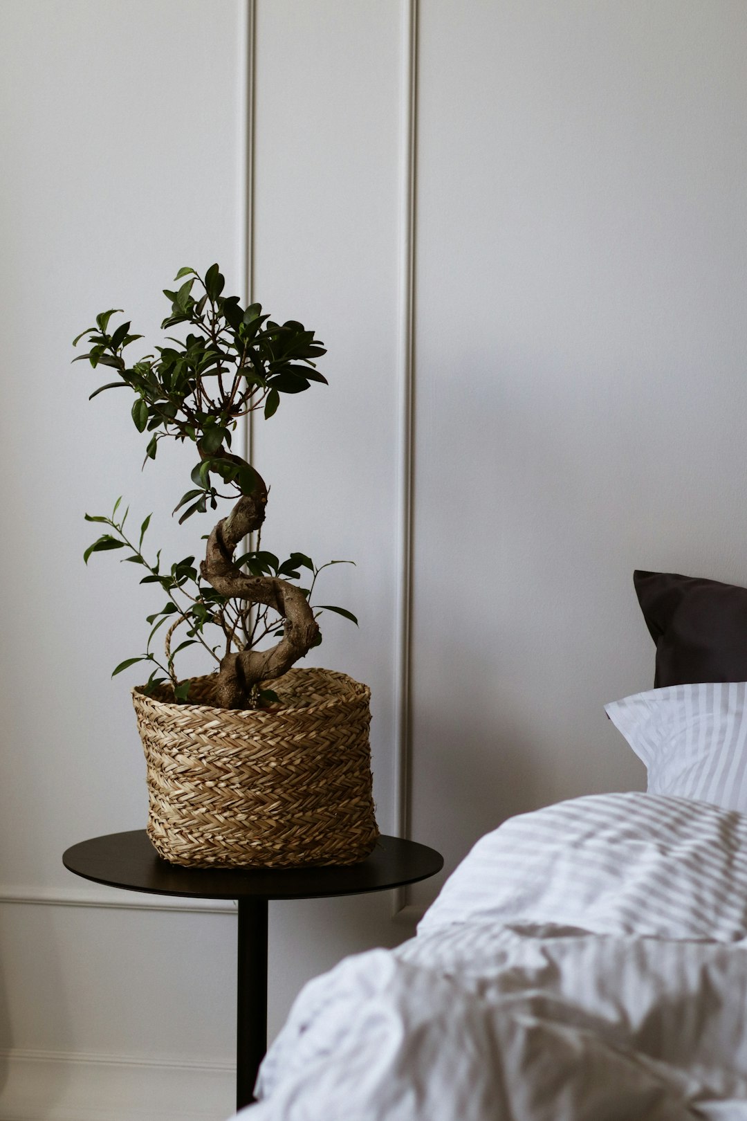 green plant on brown woven basket