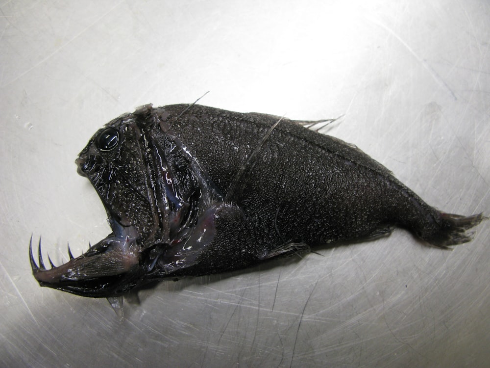 black fish on white table