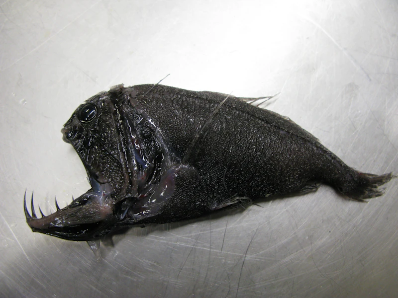 Humpback Anglerfish (Melanocetus johnsonii)