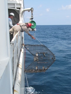 Two people on a ship are lowering a large metal cage into the ocean using a pulley system. One person is leaning over the side, guiding the cage, while the other stands back observing. The sea is calm with clear blue water under a sunny sky.