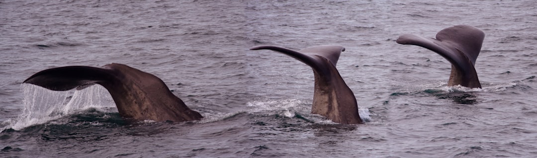 brown dolphin on body of water during daytime