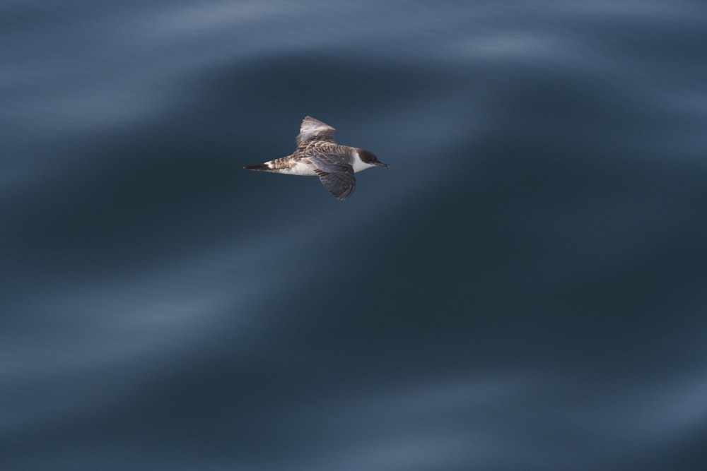 brown bird flying in the sky