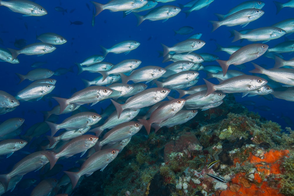 Fischschwarm im Wasser