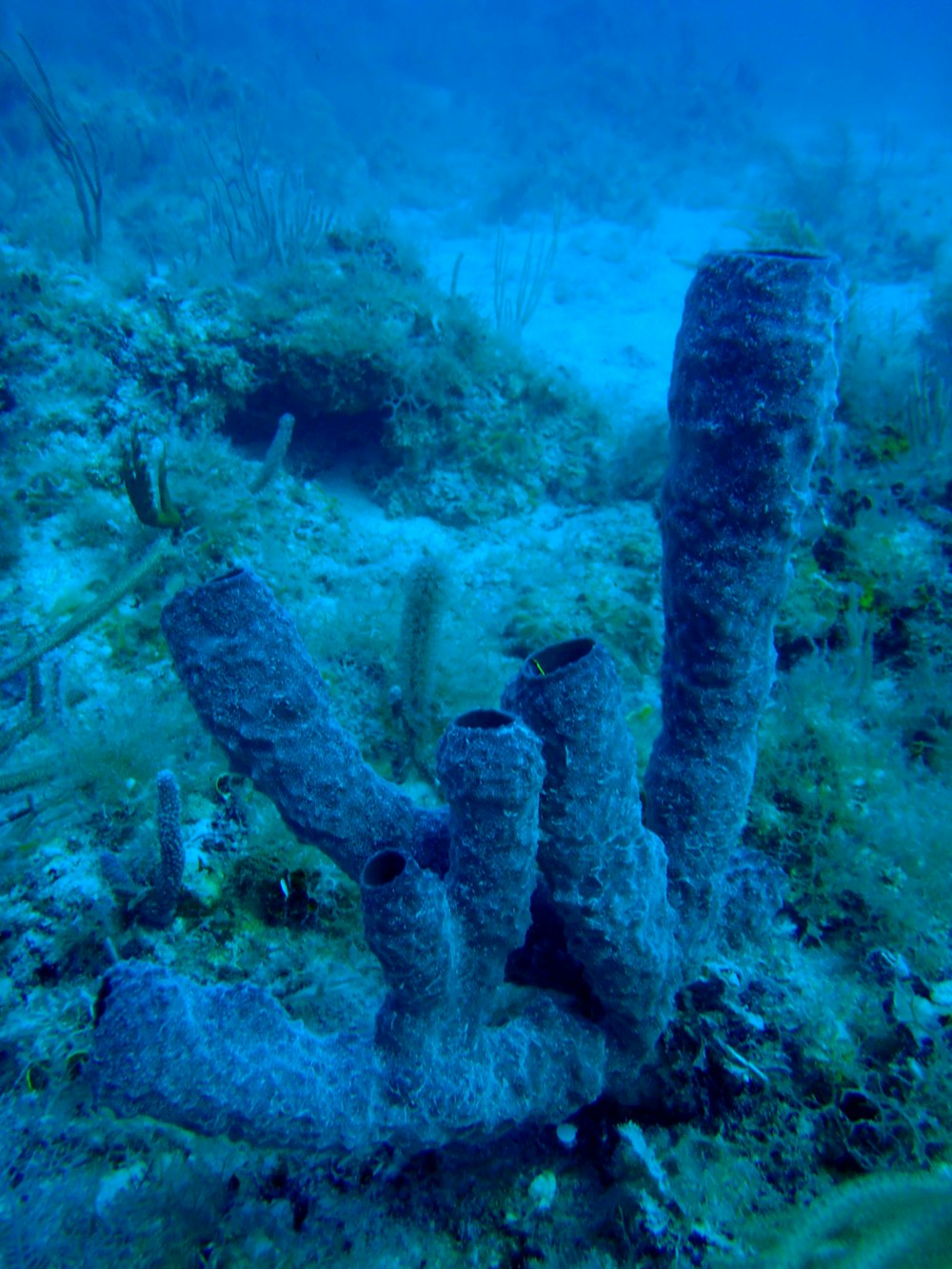 brown and gray coral reef