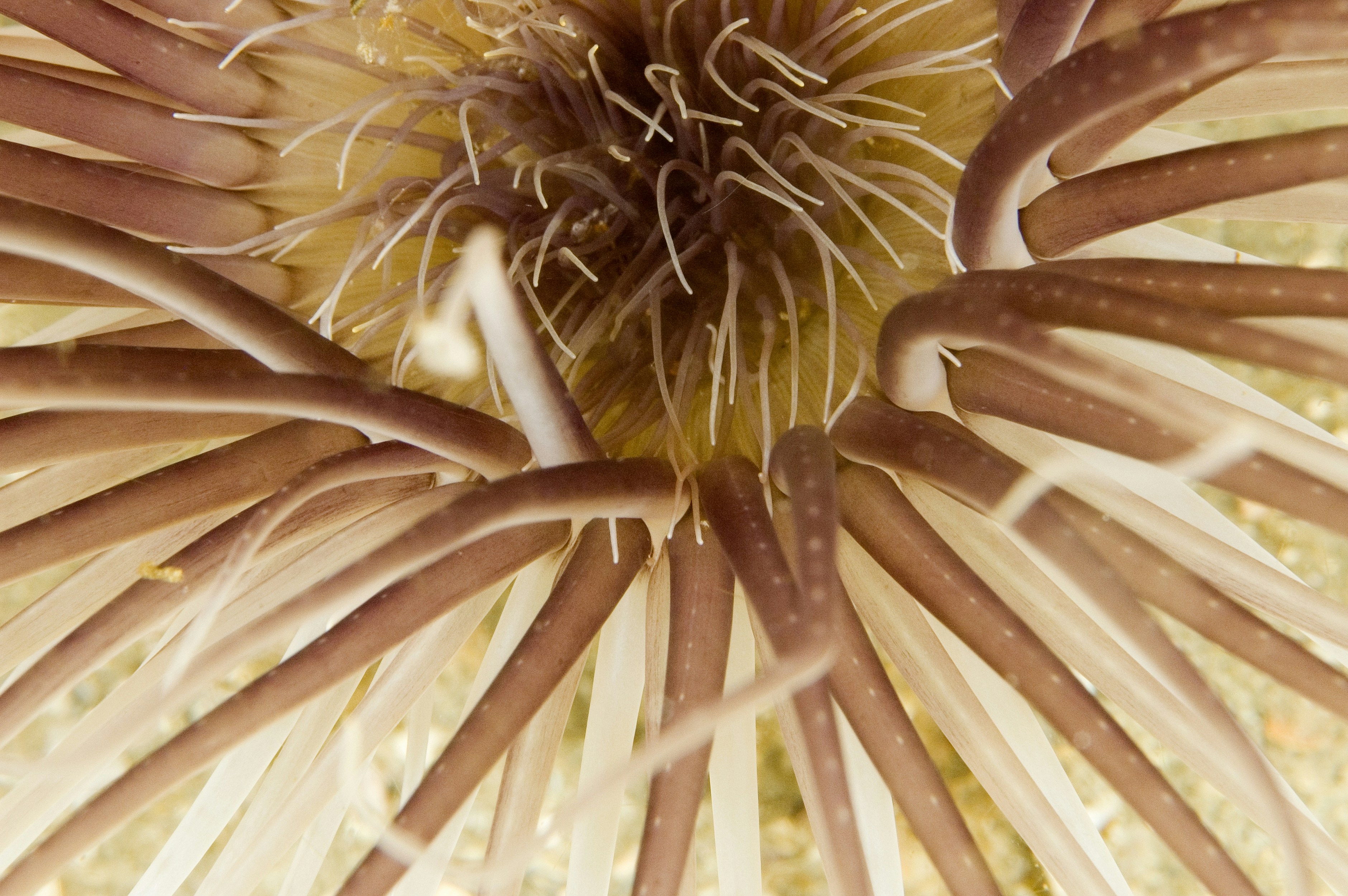 white and brown flower petals
