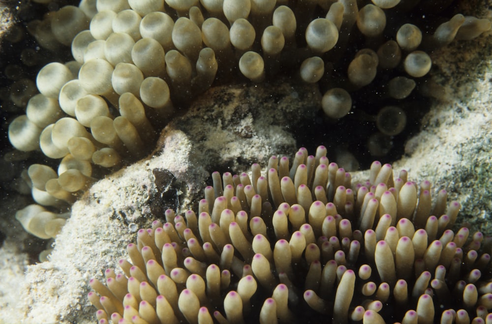 brown coral reef in close up photography