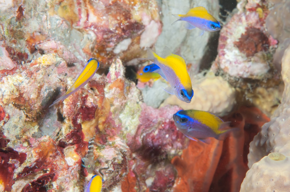 yellow and blue fish on coral reef