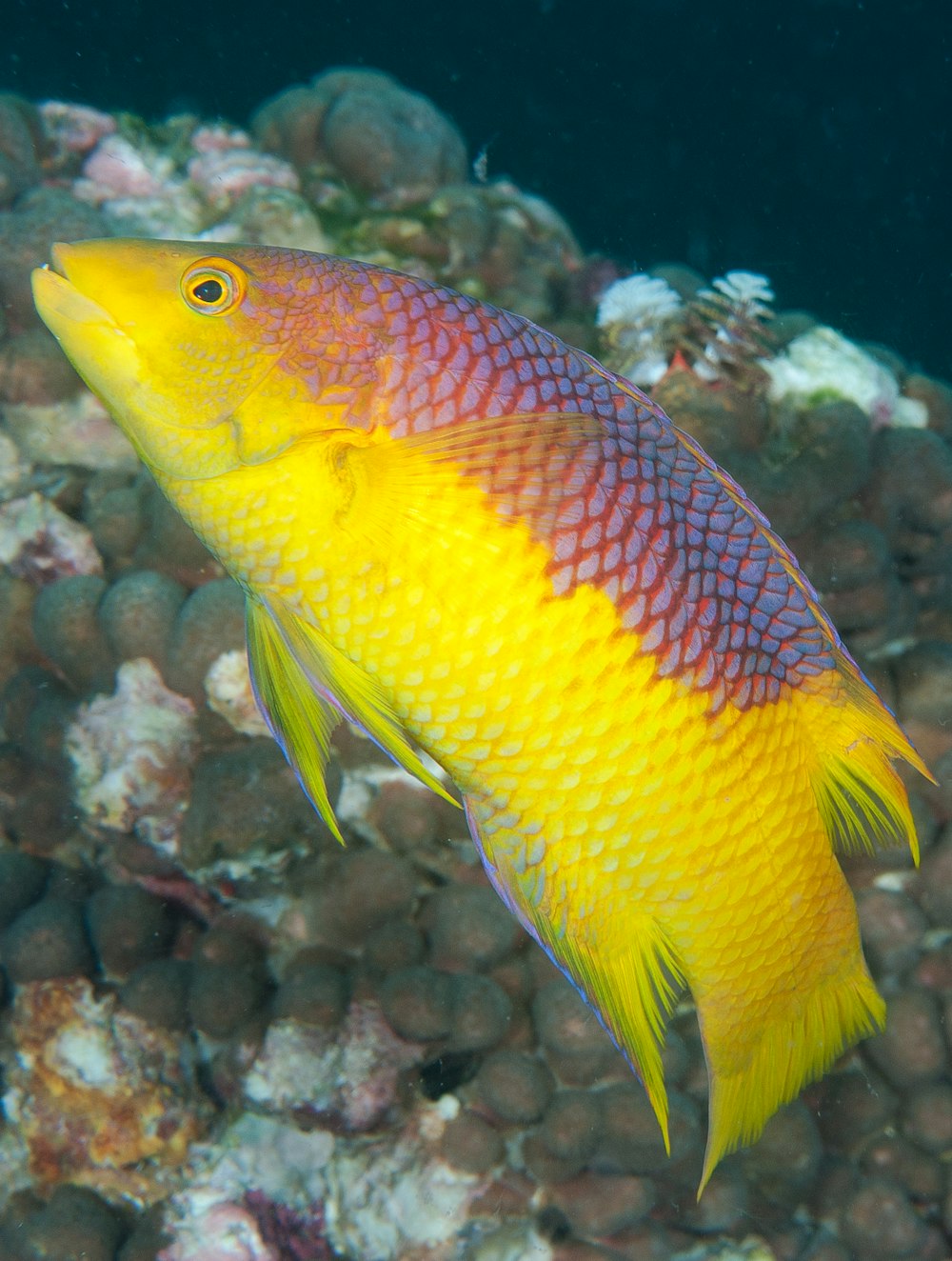 gelber und roter Fisch im Aquarium