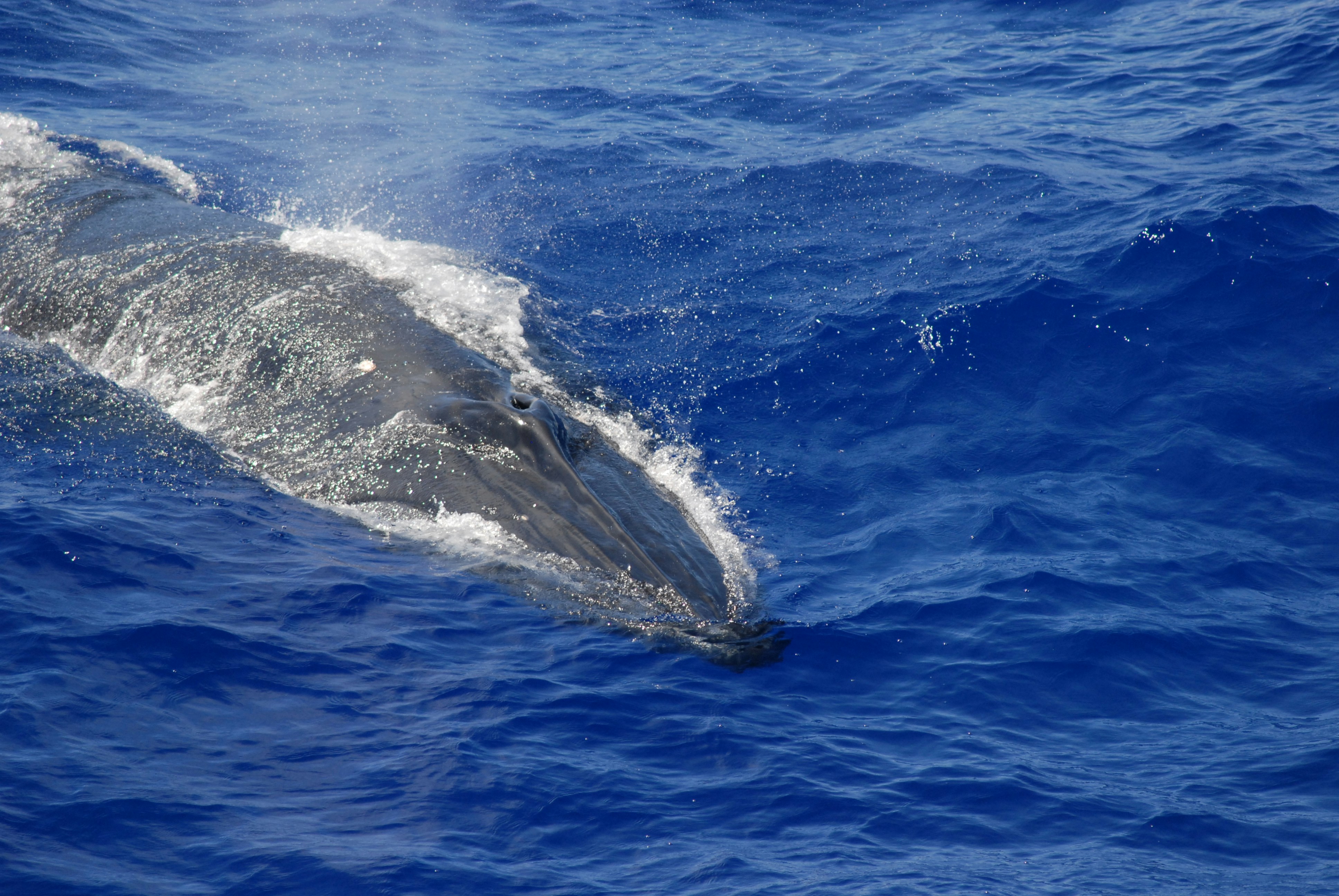 Bryde's Whale (Balaenoptera edeni)