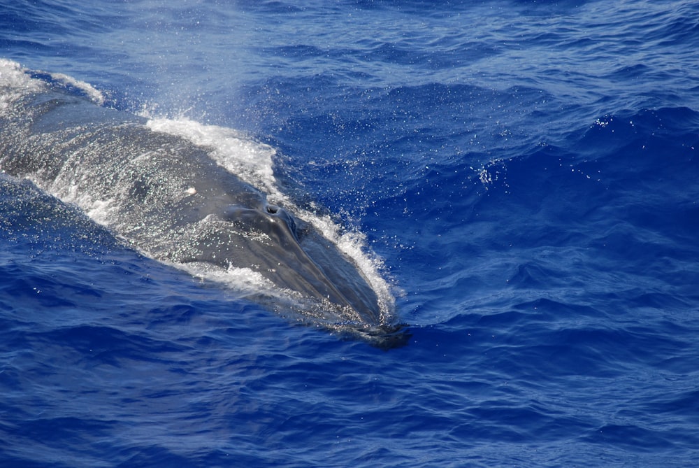 black whale on blue water