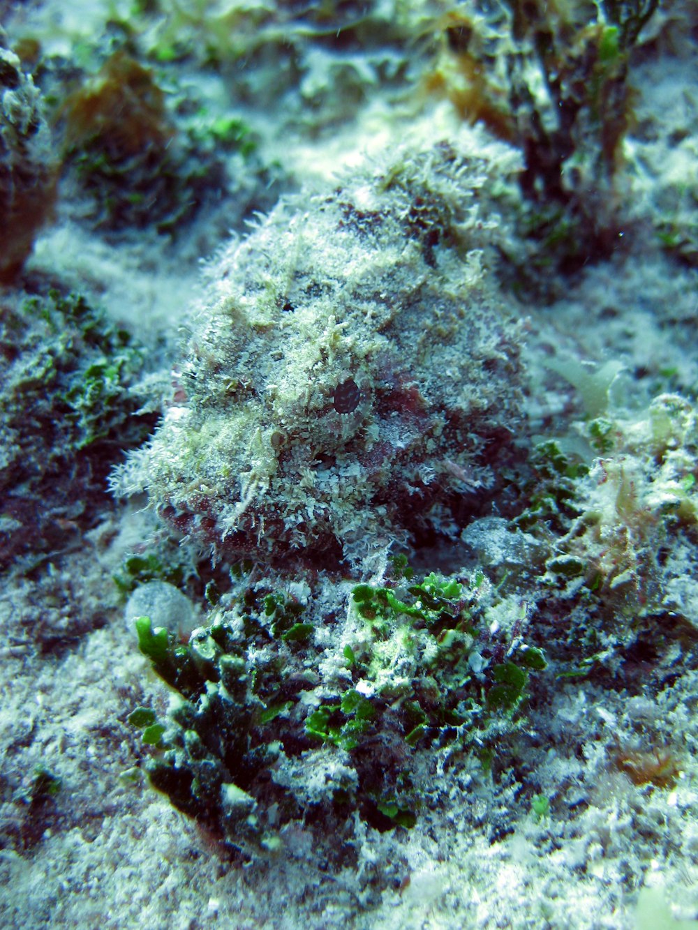 green and brown coral reef