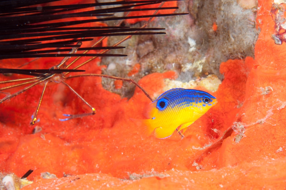 yellow and blue fish on water