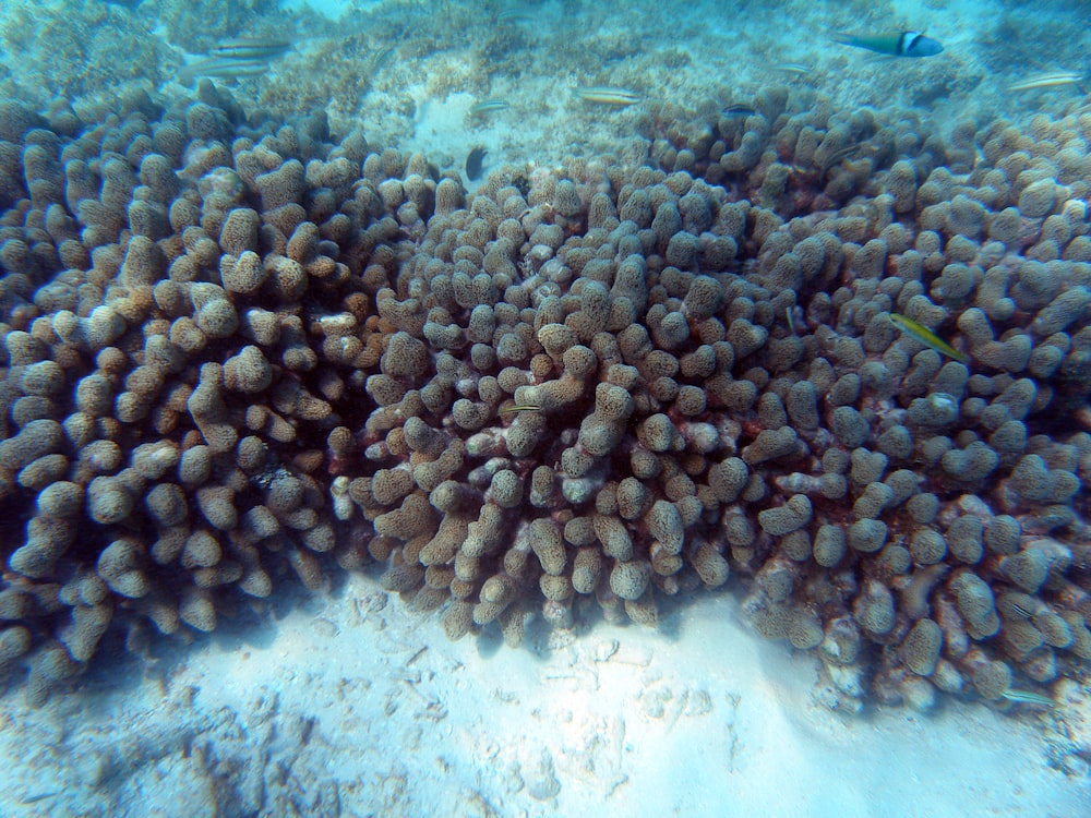 white coral reef in clear glass tank