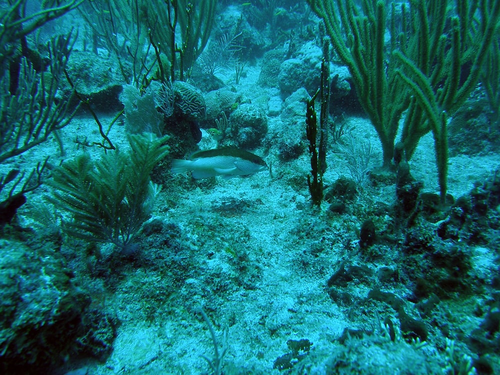 white and gray fish on coral reef
