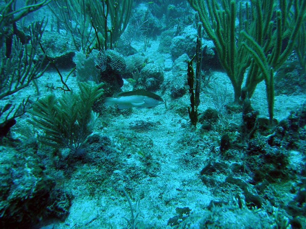 Peces blancos y grises en arrecifes de coral