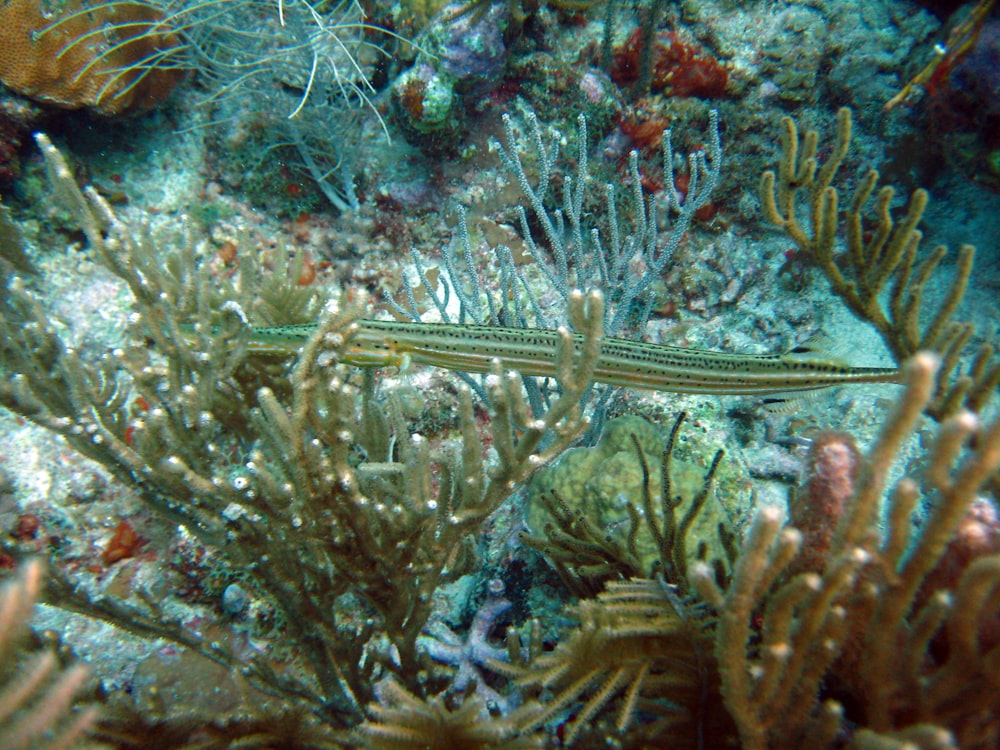 blue and white coral reef