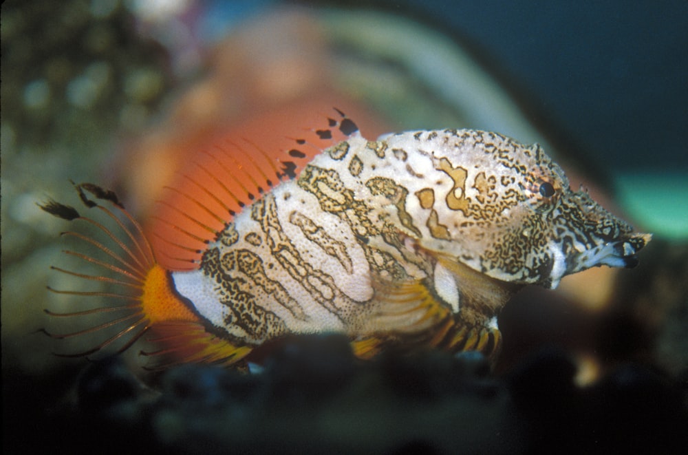 a close up of a fish in an aquarium