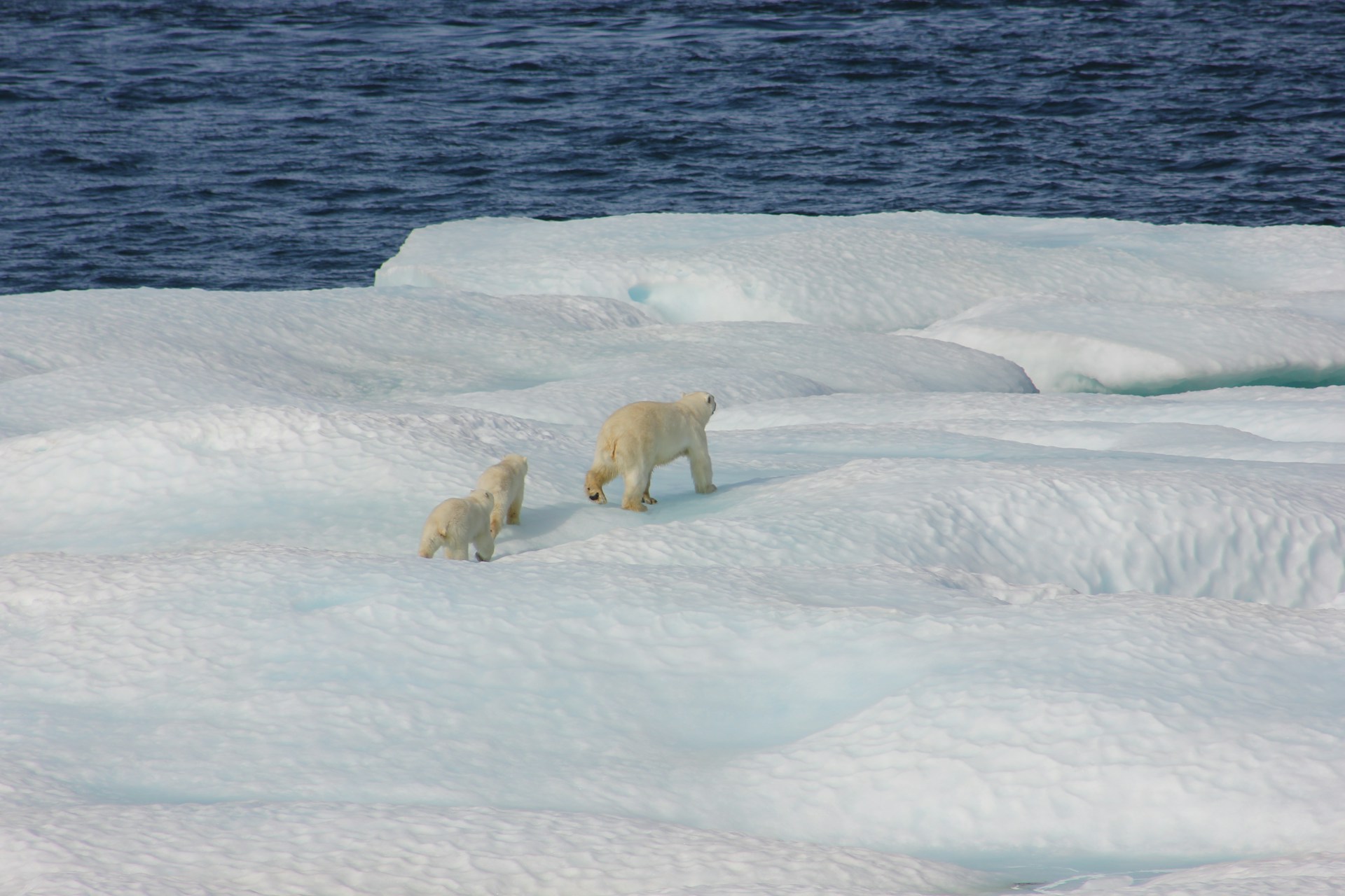 white polar bear on snow covered ground during daytime