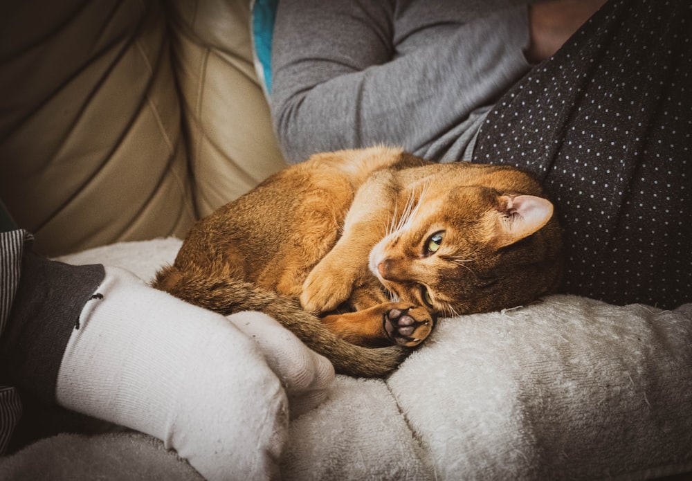 brown cat lying on gray textile