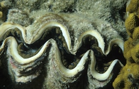 The Disappearing Giants: Glacier Retreat and its Global Consequences?