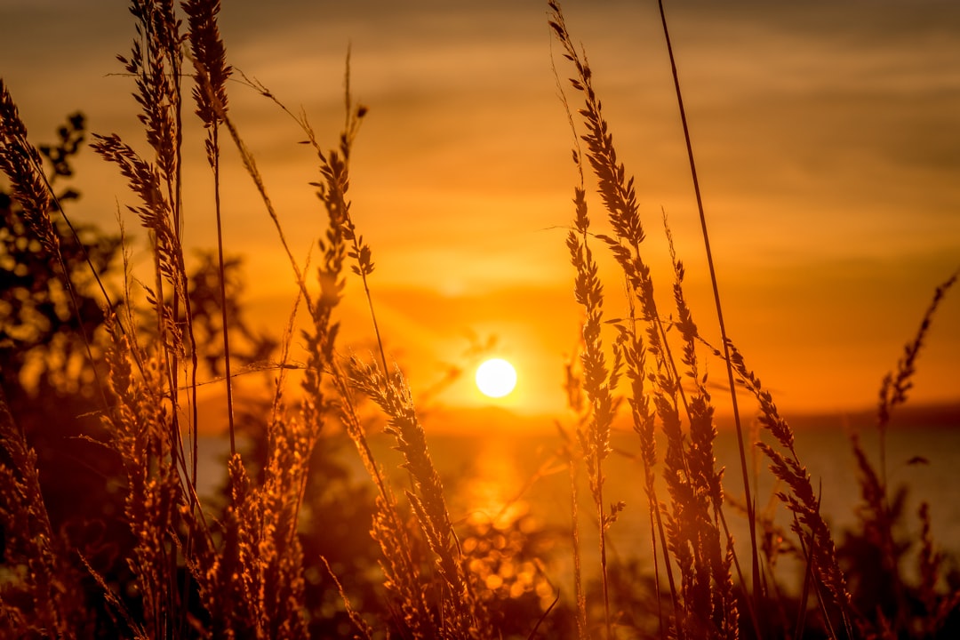 silhouette of grass during sunset