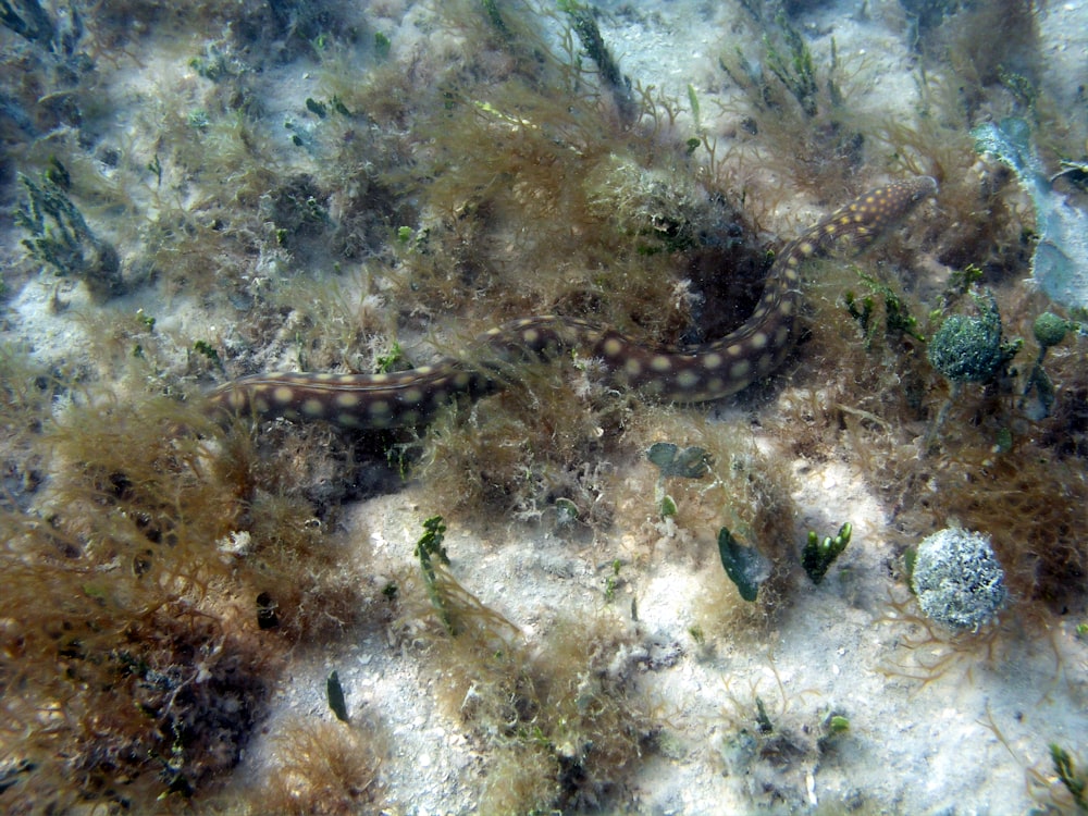 blue and black snake on body of water