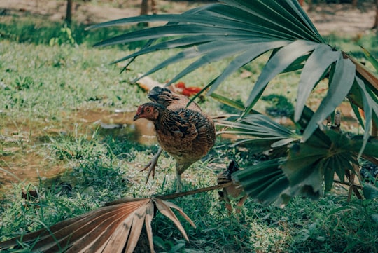 brown and black hen on green grass during daytime in Phnom Penh Cambodia