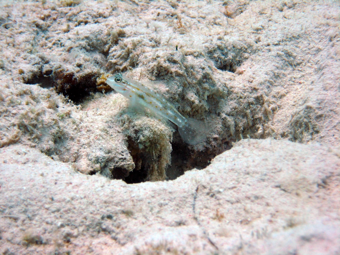 gray and white fish on brown rock