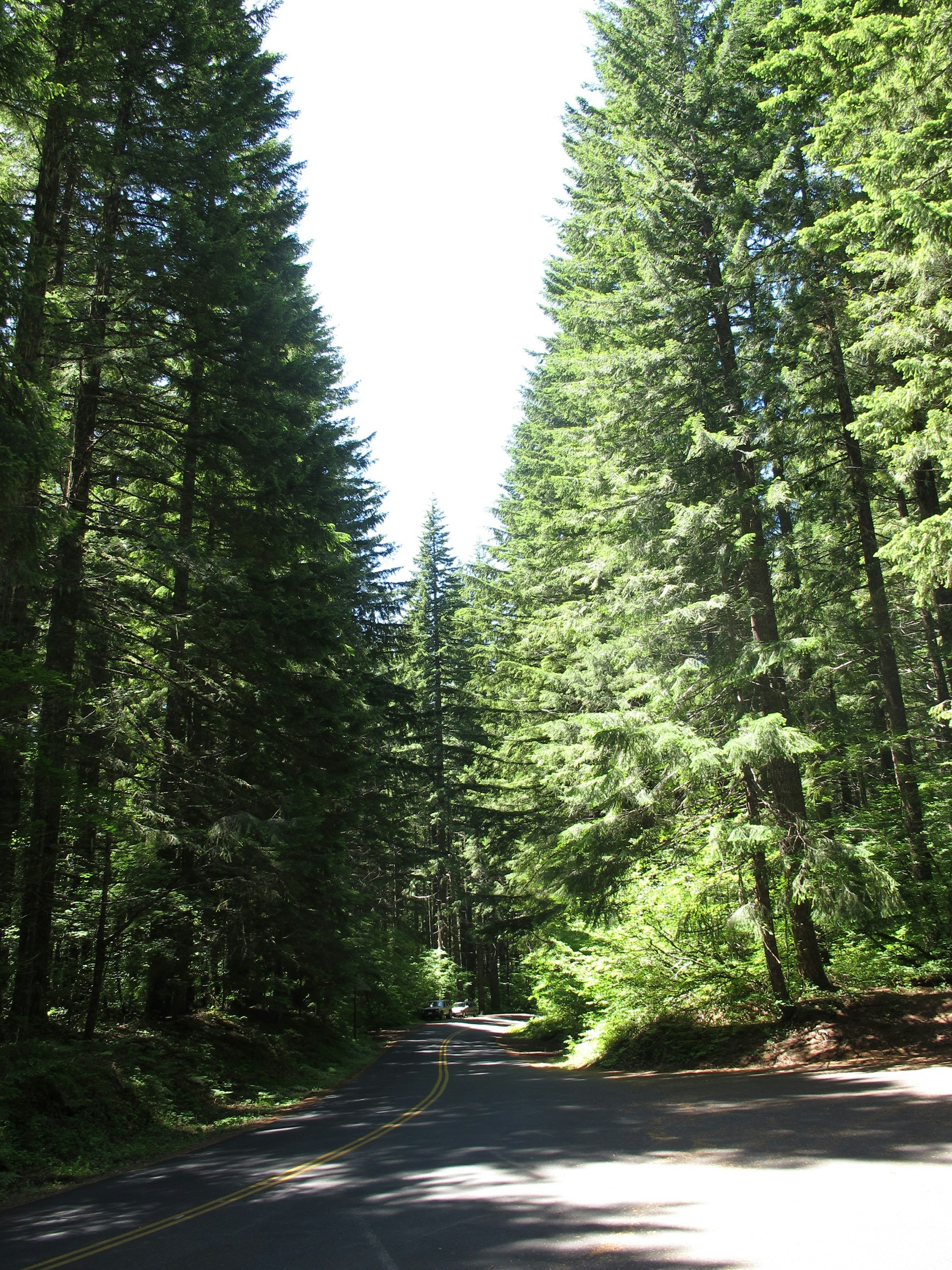 black car on road in between green trees during daytime