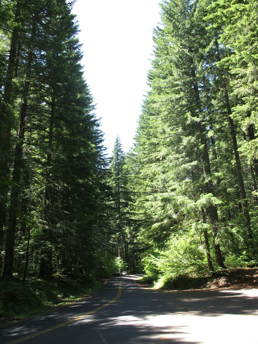 black car on road in between green trees during daytime