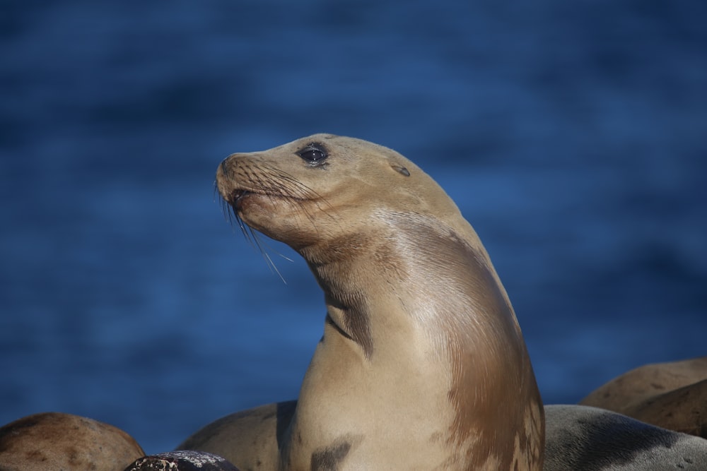 brown seal on black rock