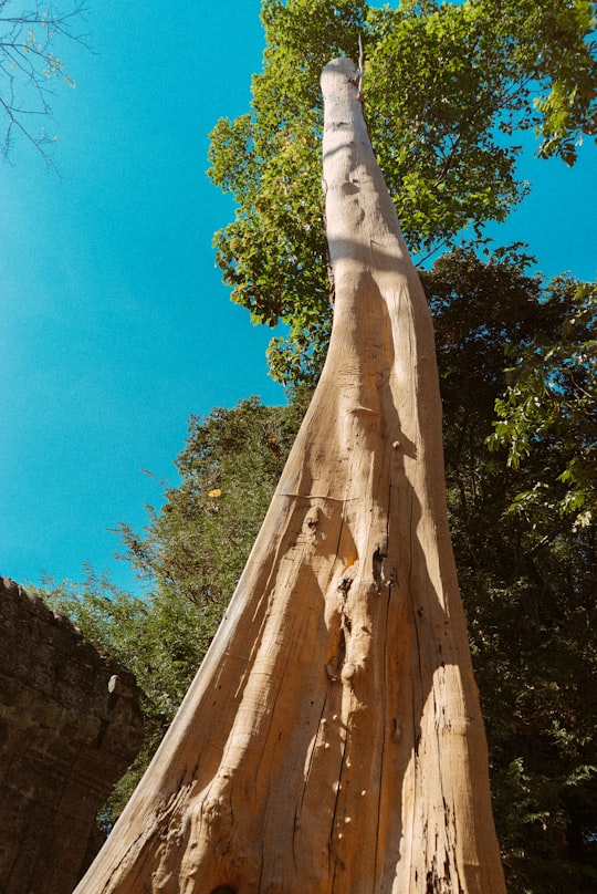 brown tree trunk under blue sky during daytime in Angkor Wat Cambodia
