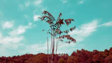 A mature teak tree standing tall against a clear blue sky.