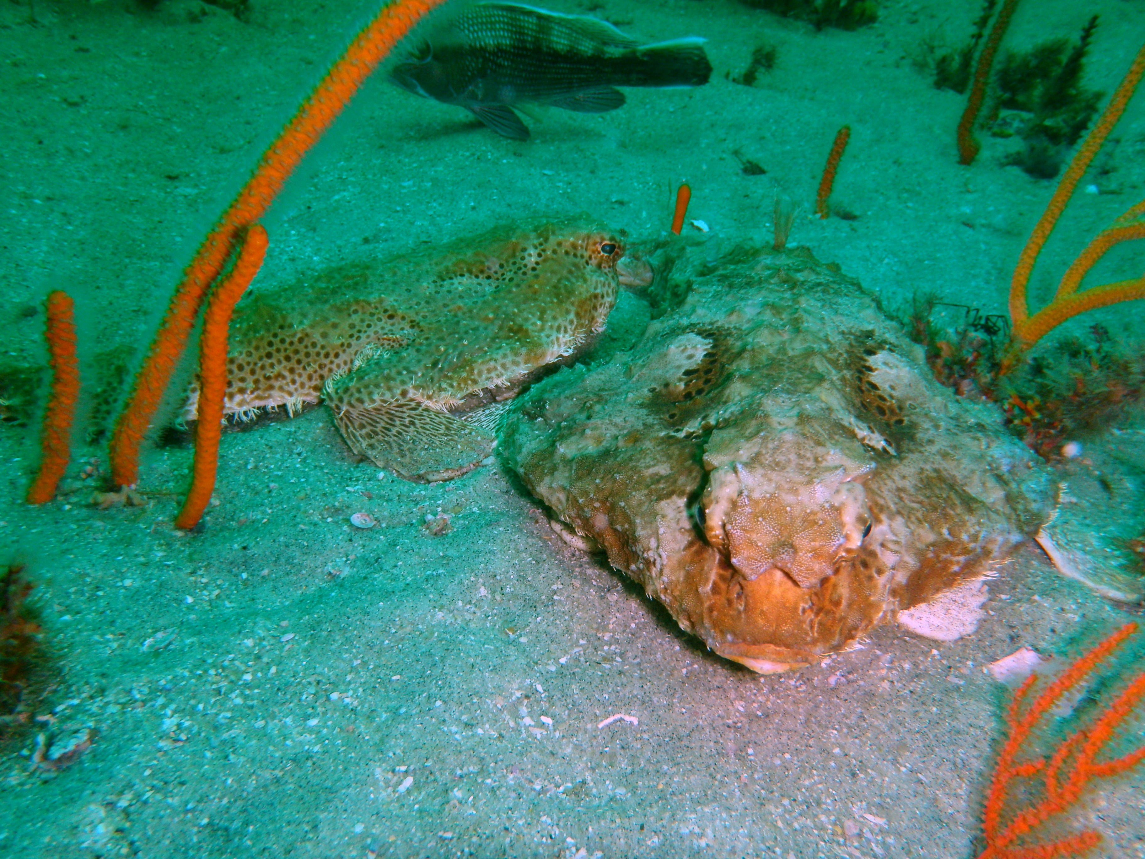 brown and gray stone on body of water