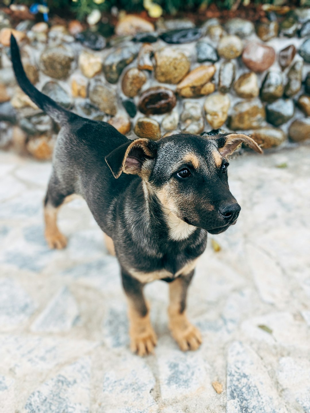 black and tan short coat medium sized dog on grey concrete pavement during daytime