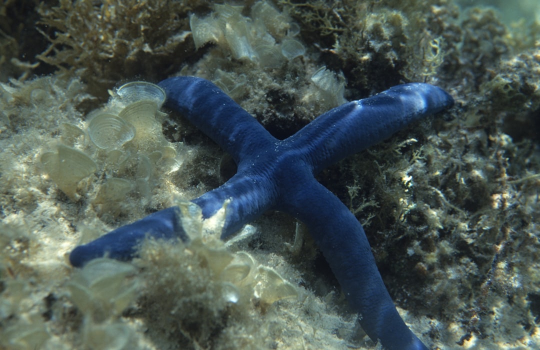 blue starfish on clear glass fish tank