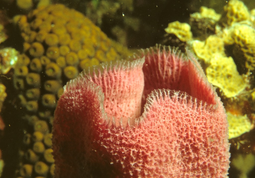 red and white coral reef