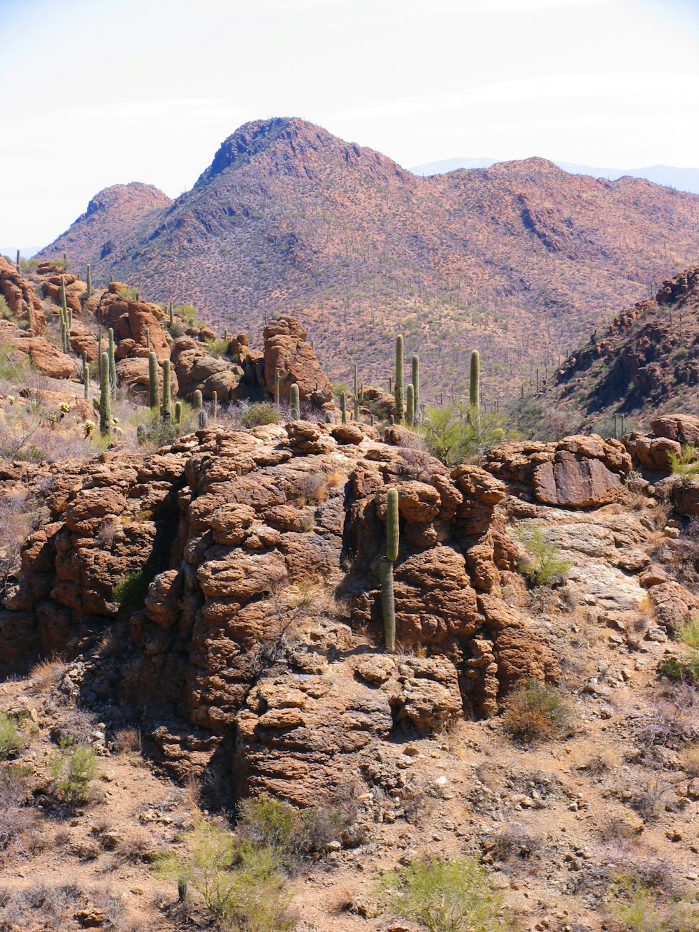 green cactus on brown rocky mountain during daytime